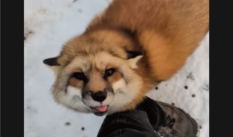 なついたキツネがかわいすぎる!足元に駆け寄ってきて・・カキカキをおねだり!!【アメリカ・動画】