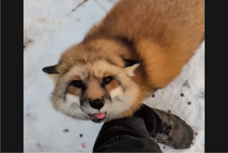 なついたキツネがかわいすぎる！足元に駆け寄ってきて・・カキカキをおねだり！！【アメリカ・動画】