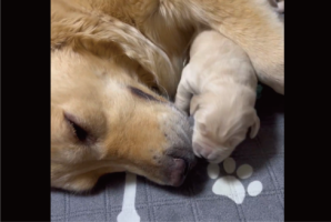 子犬のお気に入りの場所は・・！たどり着くまでのかわいすぎる動きが話題に「スリスリしてるところがたまらなくかわいい」