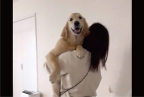 大きくなってもだっこしてもらうの大好き！甘えるゴールデンレトリバーに反響「ママ大好きワン」「周りの子も抱っこしてほしそう」