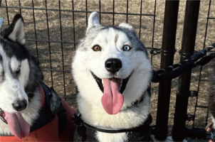 何度でもドッグランに連れて行ってあげたくなる。喜色満面な笑顔のハスキー犬が話題に「すっごく楽しかったんでしょうね！」「テンション爆上がり」