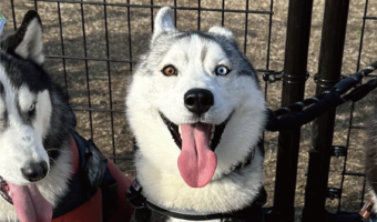 何度でもドッグランに連れて行ってあげたくなる。喜色満面な笑顔のハスキー犬が話題に「すっごく楽しかったんでしょうね!」「テンション爆上がり」