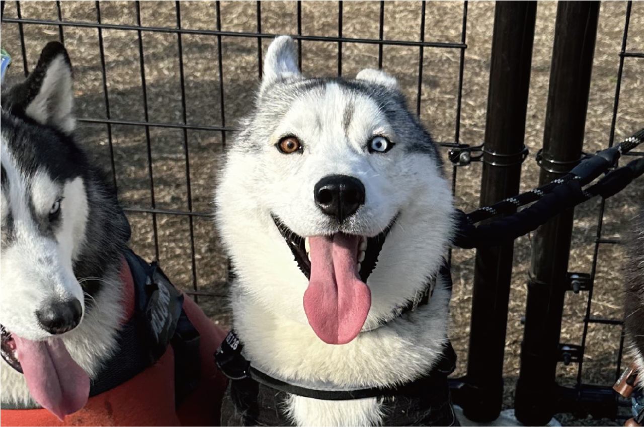 何度でもドッグランに連れて行ってあげたくなる。喜色満面な笑顔のハスキー犬が話題に「すっごく楽しかったんでしょうね!」「テンション爆上がり」