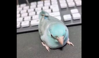 踏ん張って帰宅拒否するインコ。絶対帰りたくないという強い意思に反響「めっちゃふんばってる」「最後のうぇーいみたいなのたまらなくかわいい」