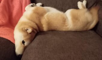 その体勢でくつろげるの!?仰向けで反りすぎな角度になっている柴犬に反響!