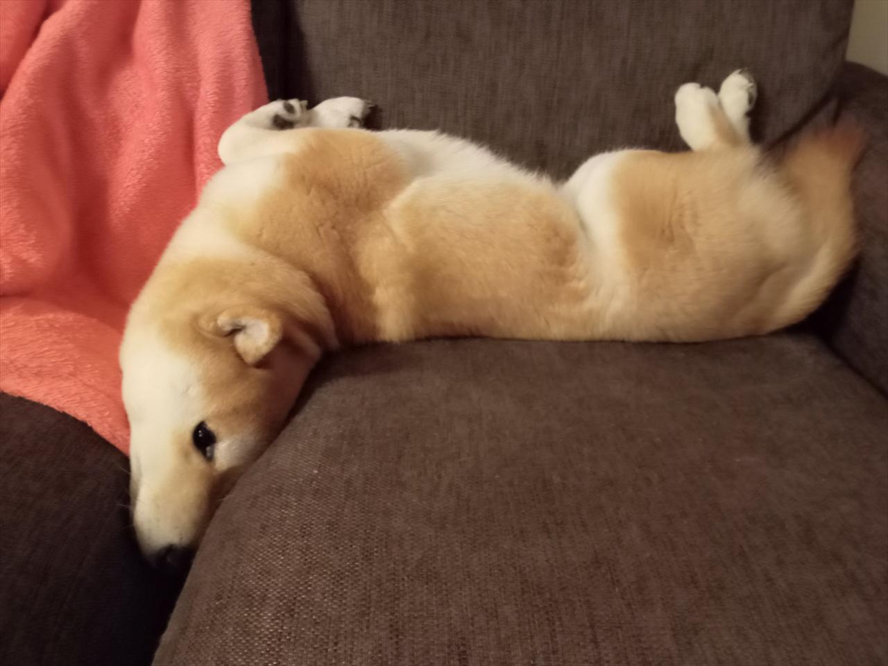 その体勢でくつろげるの!?仰向けで反りすぎな角度になっている柴犬に反響!