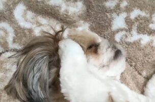 そのおててはいったい？シーズーの寝姿がかわいすぎる！！「頭抱えててかわいすぎます」「おてても横顔もかわいすぎて」