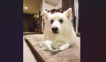 疑いの眼差しを向けてくる愛犬。好きなシャツを取られるんじゃないかと怪しんでいる?「上目遣いがかわいい」「疑心暗鬼」