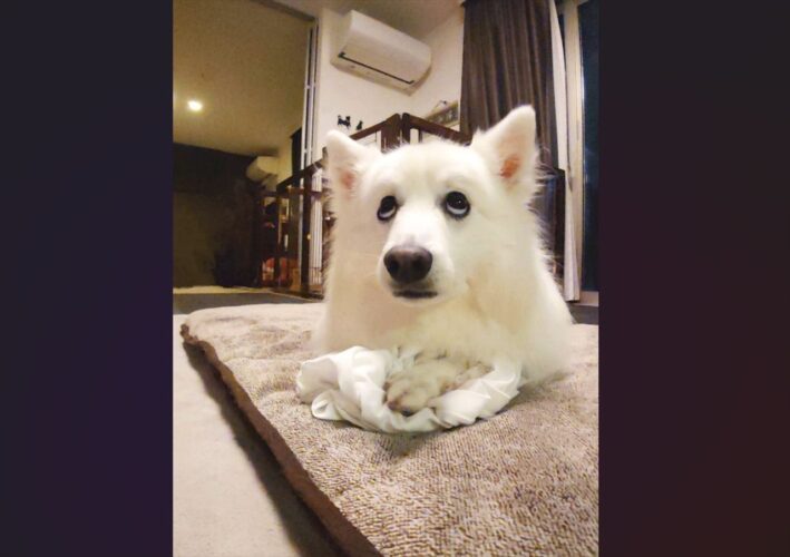 疑いの眼差しを向けてくる愛犬。好きなシャツを取られるんじゃないかと怪しんでいる？「上目遣いがかわいい」「疑心暗鬼」