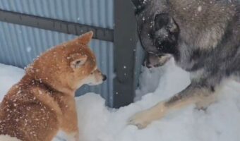 柴犬はオモチャを落としてしょんぼり。そこに頼りになる助けが!!「助けにきてくれるんだ!」「優秀すぎる」