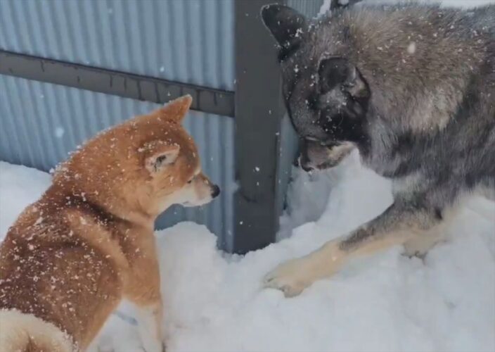 柴犬はオモチャを落としてしょんぼり。そこに頼りになる助けが！！「助けにきてくれるんだ！」「優秀すぎる」