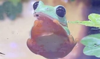 まんまるおめめでキョロキョロ。カエルの動きがかわいすぎると話題に「おめめが南天のど飴みたい」「こぼれ落ちそうなおめめ」