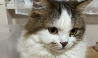 ネコのちょこんと出ているおててがかわいすぎると話題に「かわちいです」「前足握手したいです」