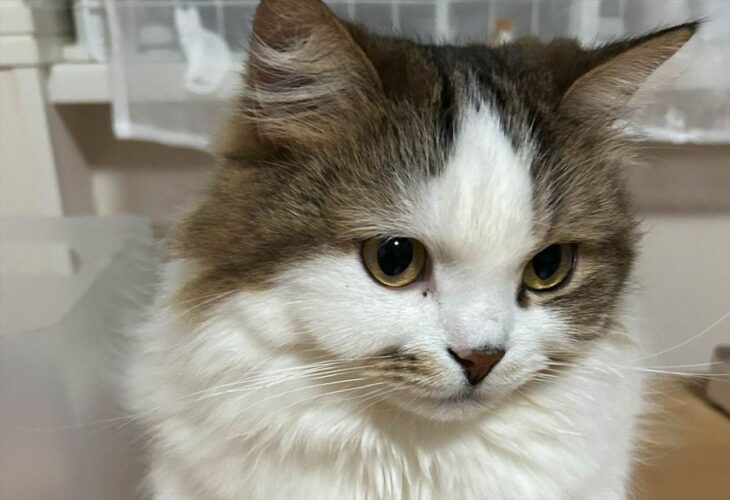 ネコのちょこんと出ているおててがかわいすぎると話題に「かわちいです」「前足握手したいです」