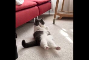 ネコが腹筋を披露！？「絶対に6パックになってる」「実はムキムキ？！」