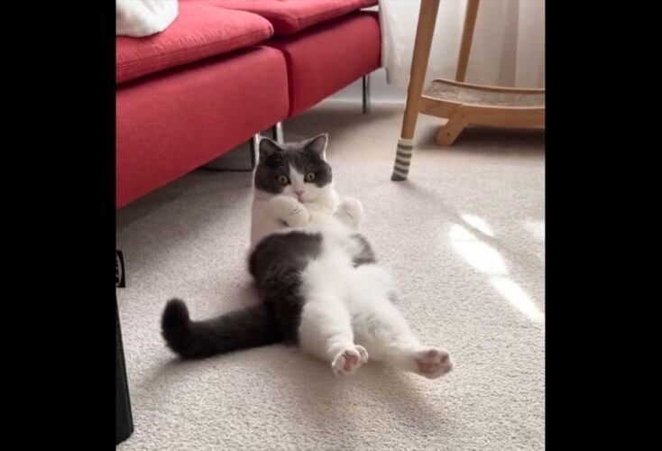 ネコが腹筋を披露！？「絶対に6パックになってる」「実はムキムキ？！」