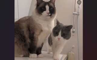 自分が入るのは嫌だけど・・。お風呂には毎日遊びに来てくれるネコに「最高の癒し」「飼い主が溺れないかの監視業務？」
