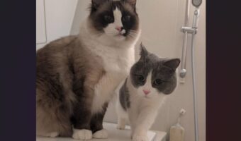 自分が入るのは嫌だけど・・。お風呂には毎日遊びに来てくれるネコに「最高の癒し」「飼い主が溺れないかの監視業務？」