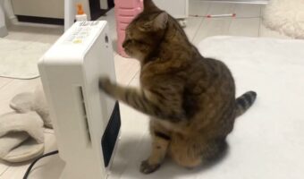ヒーターでぬくもりたいネコ。ヒーター消した直後からの行動が話題に「分かりやすい催促」「暖かい風を出してにゃん」
