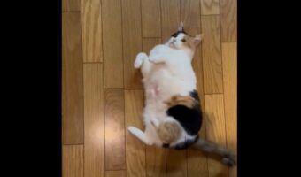 コロリン・・シュッ!緩急自在のネコの動きに反響「芸達者!」「ニャンとかわいい」