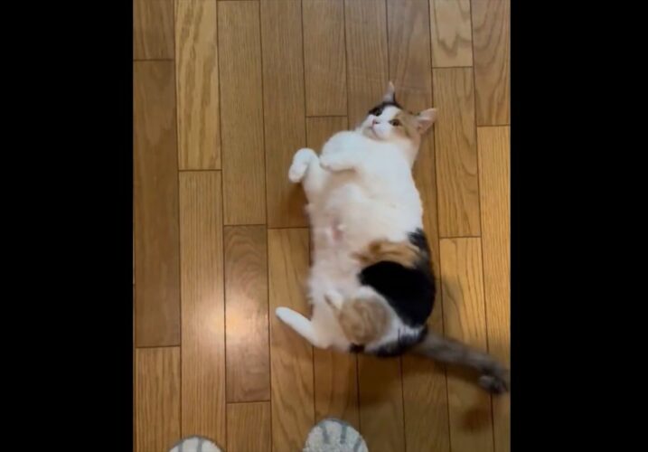 コロリン・・シュッ！緩急自在のネコの動きに反響「芸達者！」「ニャンとかわいい」