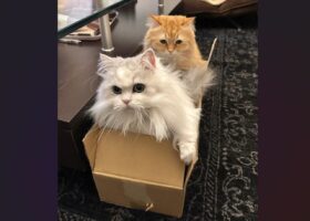 ネコ列車出発進行～！ダンボールに収まるネコたちに「この電車で通勤なら幸せすぎる」「撮り鉄になります！」