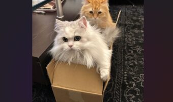 ネコ列車出発進行~!ダンボールに収まるネコたちに「この電車で通勤なら幸せすぎる」「撮り鉄になります!」