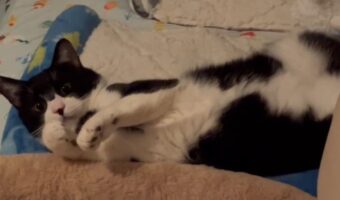 くつろいでいるところを見られて硬直しているネコが話題に「不意を突かれたにゃ」「無防備さがかわいい」