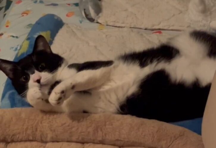 くつろいでいるところを見られて硬直しているネコが話題に「不意を突かれたにゃ」「無防備さがかわいい」