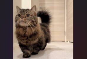 姿勢よく歩くマンチカンが話題に！「表情もきまってますニャ」「スンってしてるお顔かわいらしい」