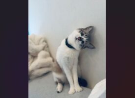 一緒に困ってくれているの？リモコンを探してた時のネコの姿が話題に「首が直角」「ぴえん顔すぎる」