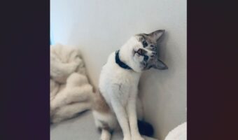 一緒に困ってくれているの?リモコンを探してた時のネコの姿が話題に「首が直角」「ぴえん顔すぎる」