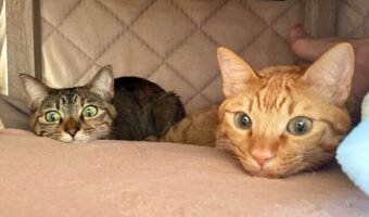 こたつの中をのぞいてみると・・。くつろぐネコたちの姿が話題に「いつのぞかれても大丈夫」「わかりみ深い」