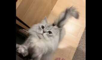 飼い主さんに迫るように伸びをするサイベリアンに反響「言葉で表すと“みょ〜ん”って感じ」「よいしょ、よいしょ」