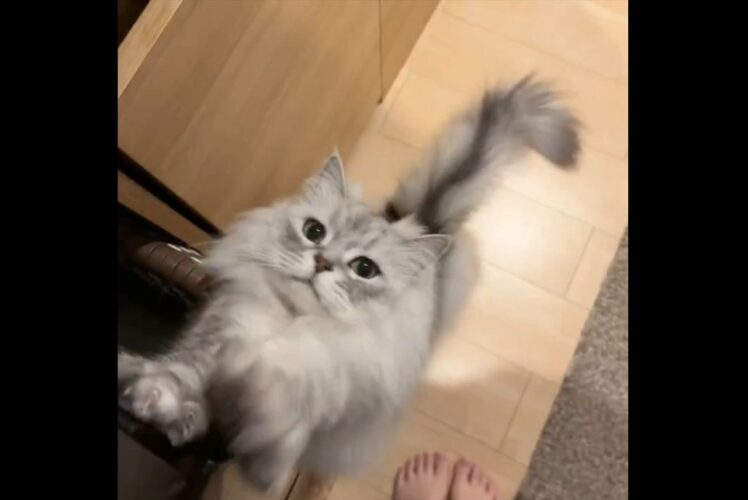 飼い主さんに迫るように伸びをするサイベリアンに反響「言葉で表すと“みょ〜ん”って感じ」「よいしょ、よいしょ」