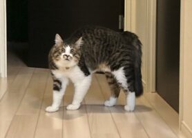 飼い主さんのくしゃみに対するネコのリアクションが話題「驚き方が面白すぎる」「ドン引きしとるお顔」