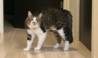 飼い主さんのくしゃみに対するネコのリアクションが話題「驚き方が面白すぎる」「ドン引きしとるお顔」