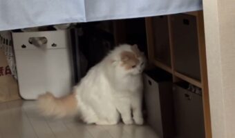 箱に入ろうと奮闘していたネコが諦めた!?その理由がかわいすぎる