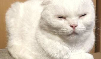 ネコは液体・・ではなく固体だった?四角いネコの姿に反響「四角すぎます」「お砂糖が固まっちゃったみたい」