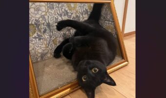 額縁から飛び出した?!まるで名画のようなネコが話題に!「飛び出す絵本ならぬ、飛び出す名画」「立体アートみたい」