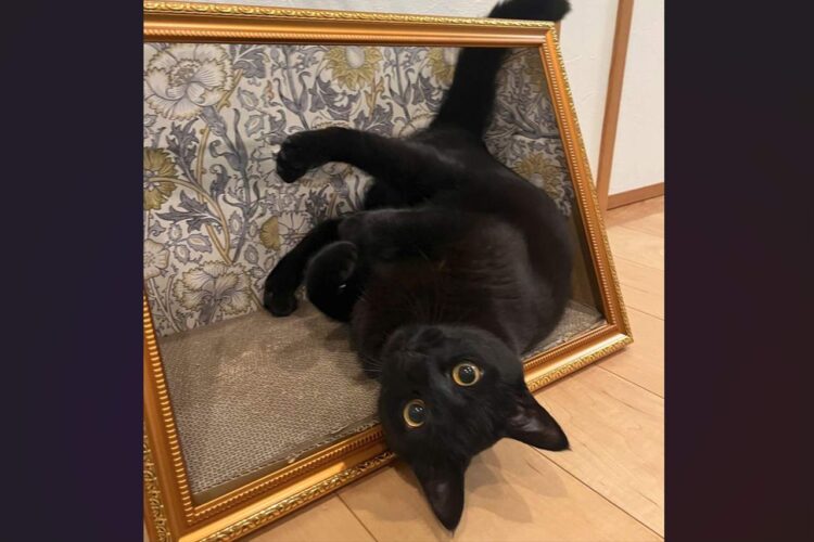額縁から飛び出した？！まるで名画のようなネコが話題に！「飛び出す絵本ならぬ、飛び出す名画」「立体アートみたい」