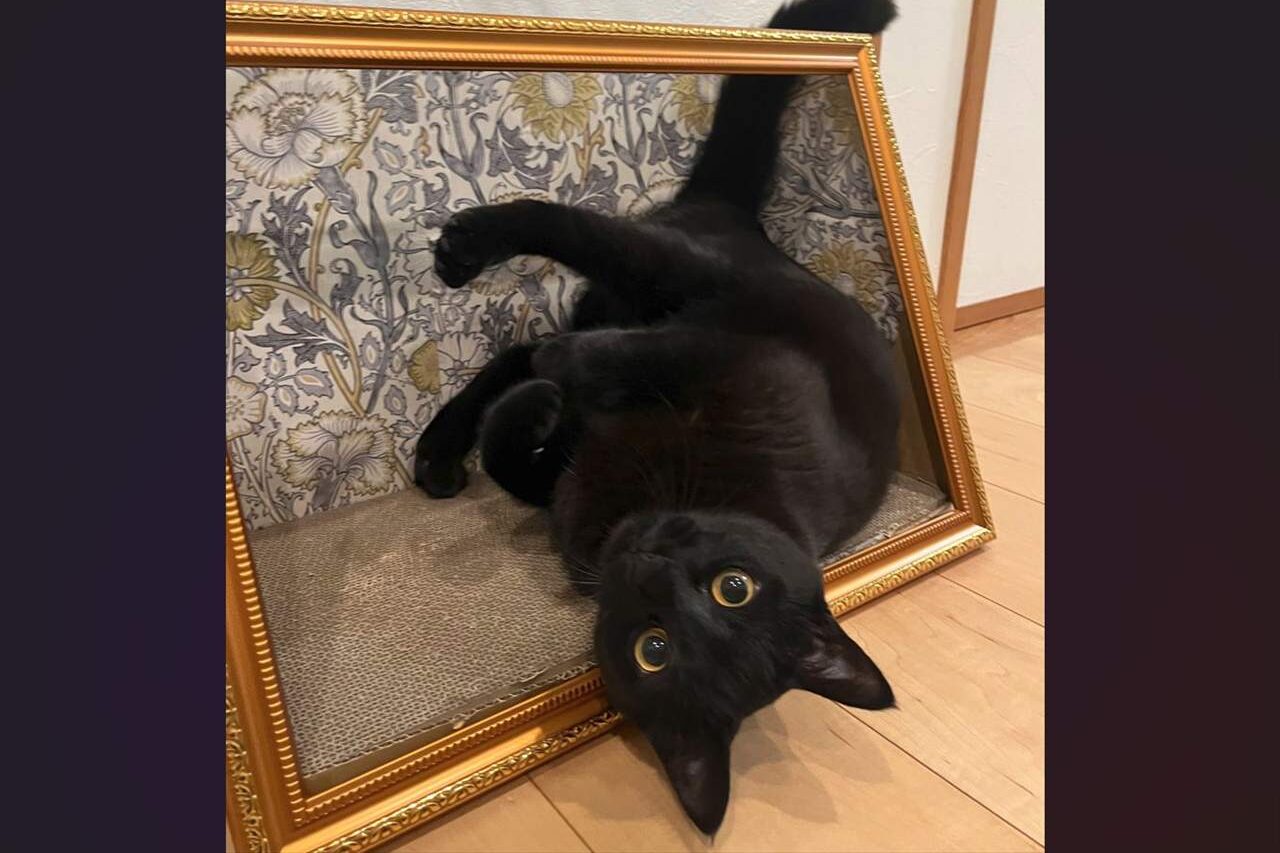 額縁から飛び出した?!まるで名画のようなネコが話題に!「飛び出す絵本ならぬ、飛び出す名画」「立体アートみたい」