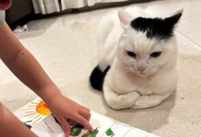 ネコが子供の読み聞かせを真剣に聞いている！？「腕組んでるのがかわいい」「ふむふむにゃるほどにゃ」