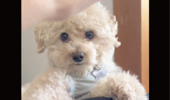 トイプードルの反撃がかわいすぎる!飼い主さんの手をおててでぎゅ~っ!「かわいすぎる」「真剣白刃取り?!」