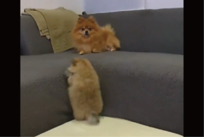 ママの所へ向かいたいポメラニアンの子犬。ぽてんと転ぶこともあったけれど諦めない姿に反響「めちゃお利口さん」「何度見てもかわいい」