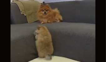 ママの所へ向かいたいポメラニアンの子犬。ぽてんと転ぶこともあったけれど諦めない姿に反響「めちゃお利口さん」「何度見てもかわいい」