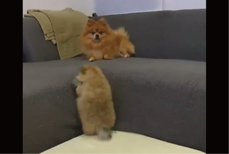 ママの所へ向かいたいポメラニアンの子犬。ぽてんと転ぶこともあったけれど諦めない姿に反響「めちゃお利口さん」「何度見てもかわいい」