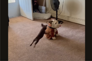 「一緒に遊ぼ！」と言ってるいる？子犬がブルドッグのぬいぐるみに全力で体当たり！【アメリカ・動画】