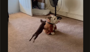 「一緒に遊ぼ!」と言ってるいる?子犬がブルドッグのぬいぐるみに全力で体当たり!【アメリカ・動画】
