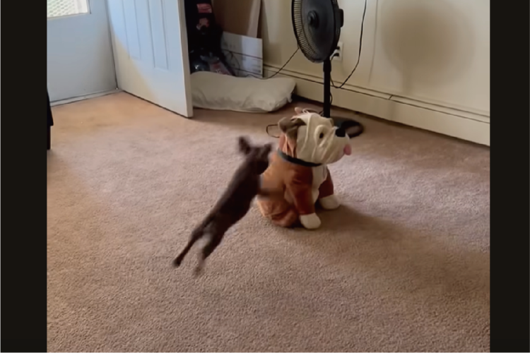 「一緒に遊ぼ！」と言ってるいる？子犬がブルドッグのぬいぐるみに全力で体当たり！【アメリカ・動画】